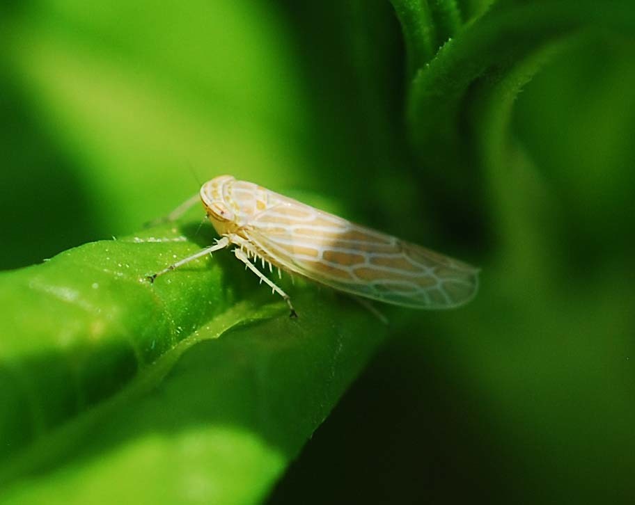 Paragygrus