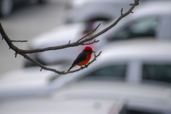 Pyrocephalus rubinus