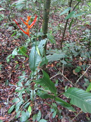 Heliconia psittacorum
