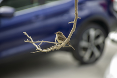 Pyrocephalus rubinus