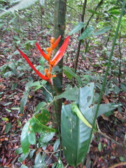 Heliconia psittacorum