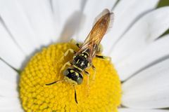 Philanthus crabroniformis