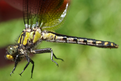 Ophiogomphus howei