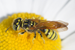 Philanthus crabroniformis