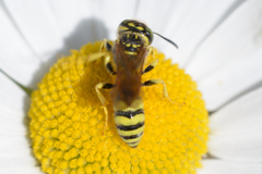 Philanthus crabroniformis
