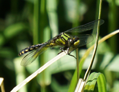 Ophiogomphus howei