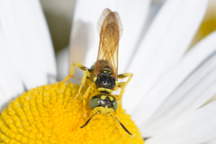 Philanthus crabroniformis