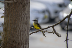 Tyrannus melancholicus