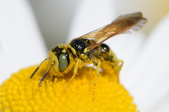 Philanthus crabroniformis