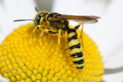 Philanthus crabroniformis