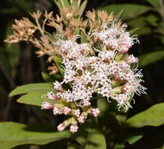 Ageratina glyptophlebia