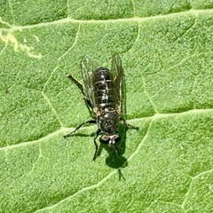 Atomosia melanopogon