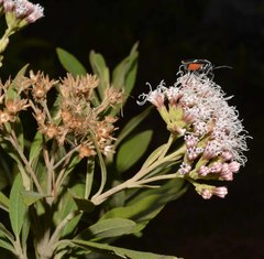 Ageratina glyptophlebia
