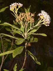 Ageratina glyptophlebia