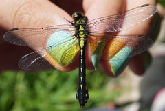 Ophiogomphus howei