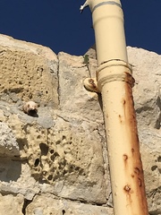 Podarcis filfolensis maltensis