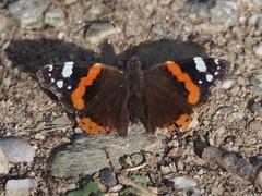 Vanessa atalanta