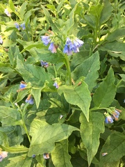 Symphytum officinale