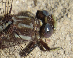 Phanogomphus lividus