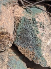 Hypocreaceae