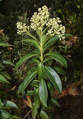 Baccharis brachylaenoides