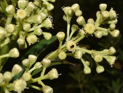 Baccharis brachylaenoides