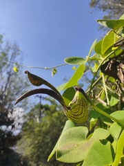 Aristolochia ringens