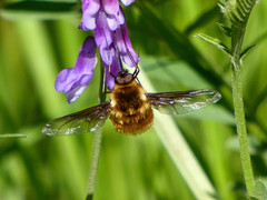 Bombylius mexicanus