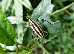 Desmosomus longipes