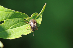 Calligrapha philadelphica
