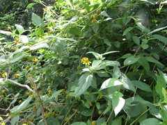 Tilesia baccata