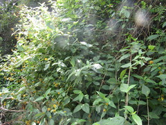 Tilesia baccata
