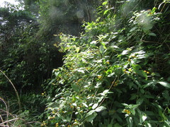 Tilesia baccata