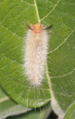 Lasiocampoidea