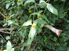 Tilesia baccata