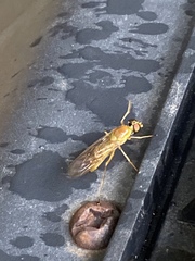 Ptecticus trivittatus