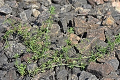 Galium tricornutum
