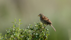 Xenospiza baileyi