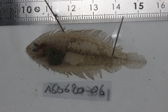Arnoglossus laterna