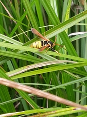 Paranthrene robiniae