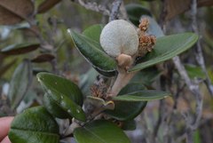 Linochilus jaramilloi