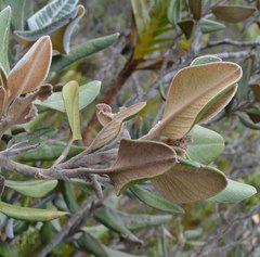 Linochilus jaramilloi