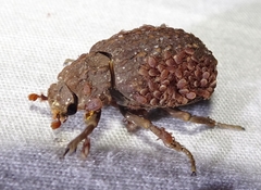 Trogidae