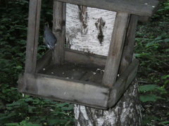 Sitta europaea