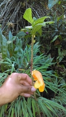 Columnea strigosa