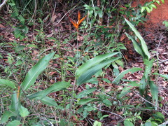 Heliconia psittacorum