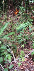 Heliconia psittacorum