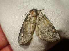 Euthyatira semicircularis