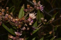 Lepidaploa karstenii