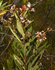 Lepidaploa karstenii